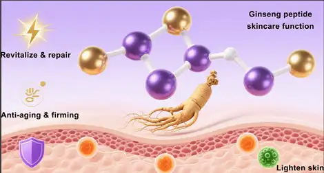 The Power of Ginseng Peptide in Anti-Aging Skincare